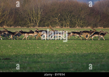 Eine gemischte Herde Damhirsche Böcke und Doe laufen über ein Feld-Hof in der Nähe von woodland Stockfoto