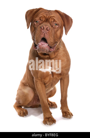 französischer Mastiff oder de Bordeaux Dogge sitzen studio Stockfoto