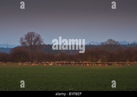 Eine große Herde von wilden Damwild grasen auf einer Feld-Hof in Oxfordshire Stockfoto