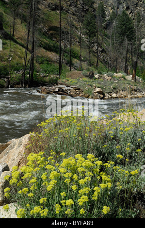 Panther Creek, Wildblumen, Salmon, Idaho Stockfoto