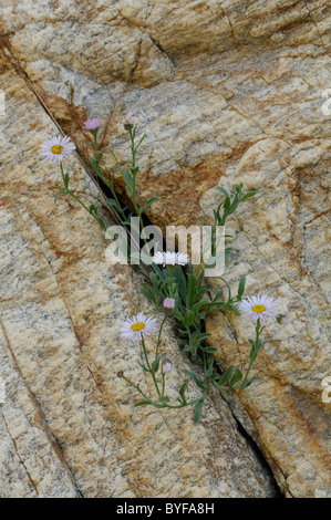 Panther Creek, Wildblumen, Salmon, Idaho Stockfoto