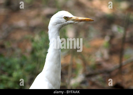 Kuhreiher Stockfoto