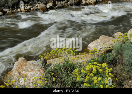 Panther Creek, Wildblumen, Salmon, Idaho Stockfoto