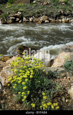 Panther Creek, Wildblumen, Salmon, Idaho Stockfoto