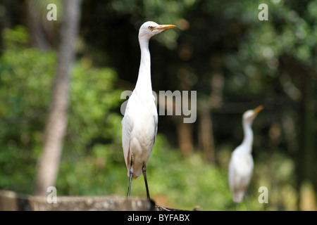 Kuhreiher Stockfoto