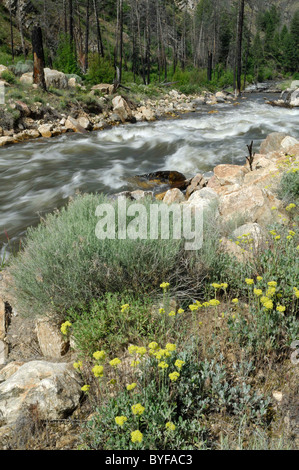 Panther Creek, Wildblumen, Salmon, Idaho Stockfoto