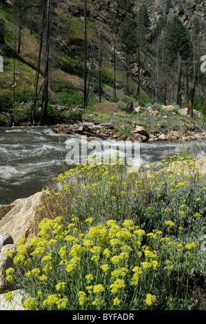 Panther Creek, Wildblumen, Salmon, Idaho Stockfoto