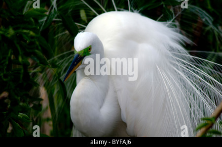 Silberreiher, die während der Brutzeit Frühling anzeigen Stockfoto