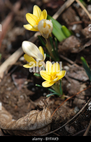 Gelbe Feder Narzissen wachsen im Frühlingsgarten - soft-Fokus Stockfoto