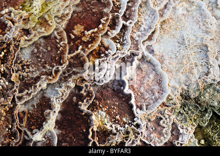 Bunte Travertin Ablagerungen aus einer heißen Quelle. Mammoth Hot Springs, Yellowstone-Nationalpark, Wyoming, USA. Stockfoto