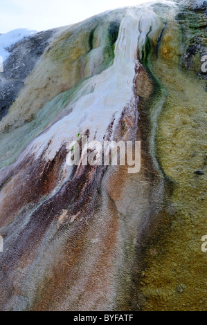 Travertin Ablagerungen von Algen in der heißen Quelle gefärbt. Mammoth Hot Springs, Yellowstone-Nationalpark, Wyoming, USA. Stockfoto