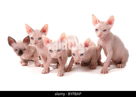 5 Sphynx Kätzchen sitzen Studio Stockfoto