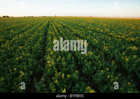 Landwirtschaft - Grossfeld Reife Luzerne bereit zum Schneiden am frühen Morgen hell / Imperial Valley, California, USA. Stockfoto