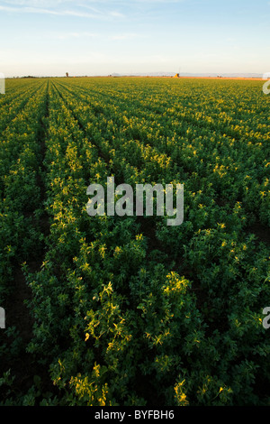 Landwirtschaft - Grossfeld Reife Luzerne bereit zum Schneiden am frühen Morgen hell / Imperial Valley, California, USA. Stockfoto