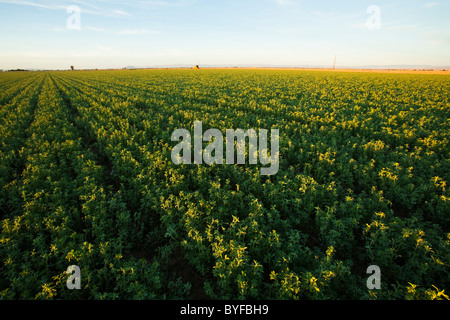 Landwirtschaft - Grossfeld Reife Luzerne bereit zum Schneiden am frühen Morgen hell / Imperial Valley, California, USA. Stockfoto