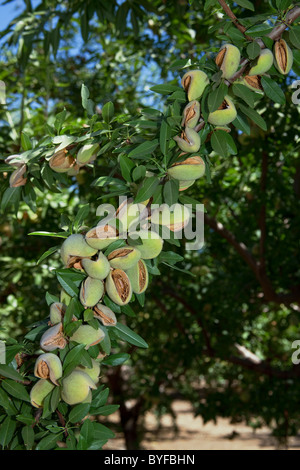 Reifen Mandeln auf dem Baum, noch in den Spelzen und bereit, vom Baum geschüttelt und geerntet werden / in der Nähe von Newman, Kalifornien, USA Stockfoto