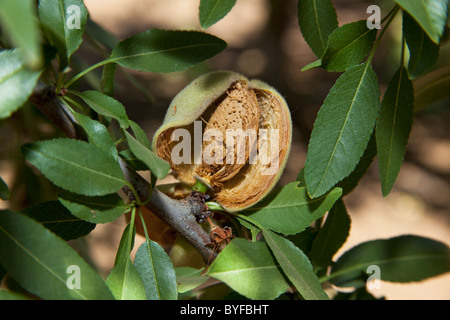 Nahaufnahme von eine Reife Mandel auf dem Baum, noch in der Schale und bereit, vom Baum geschüttelt werden und geerntet / Kalifornien, USA. Stockfoto