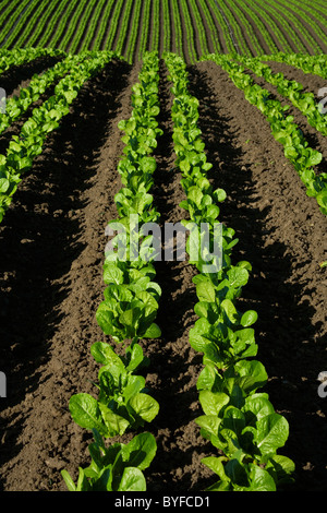 Landwirtschaft - Reihen von unreifen Römersalat in einem sanften Feld / Salinas Valley, Kalifornien, USA. Stockfoto