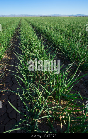 Landwirtschaft - Grossfeld Mitte Wachstum gelbe Zwiebeln / Imperial Valley, Kalifornien, USA. Stockfoto