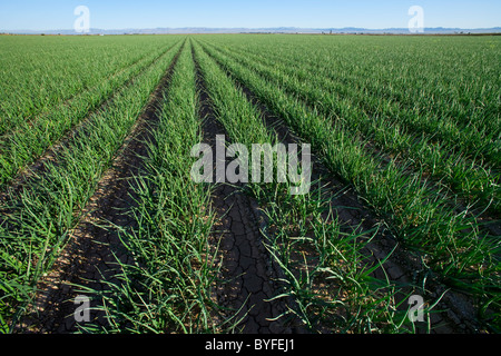 Landwirtschaft - Grossfeld Mitte Wachstum gelbe Zwiebeln / Imperial Valley, Kalifornien, USA. Stockfoto