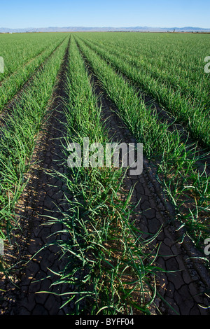 Landwirtschaft - Grossfeld Mitte Wachstum gelbe Zwiebeln / Imperial Valley, Kalifornien, USA. Stockfoto