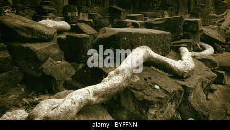 Tree root liegt gegenüber gefallenen Steinblöcke in die Ruinen von Angkor Wat, Kambodscha Stockfoto