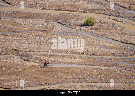 Caribou - wandernde Woodland Caribou Rangifer Tarandus Caribou Surfen am Fluss McKinley Stockfoto