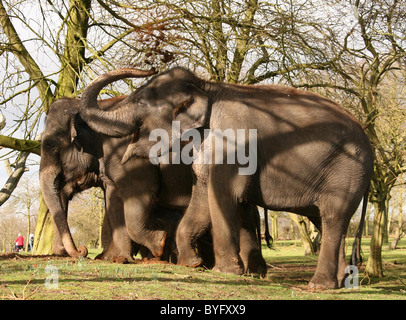 Ein asiatischer Elefant Kalb, kaum 5 Wochen alt (geboren am 19. Januar 2007) geht für ein fo seinen ersten Rundgängen mit den anderen Stockfoto