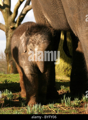 Ein asiatischer Elefant Kalb, kaum 5 Wochen alt (geboren am 19. Januar 2007) geht für ein fo seinen ersten Rundgängen mit den anderen Stockfoto