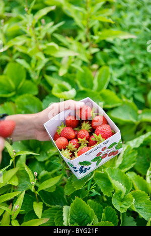 Box mit frischen Erdbeeren Stockfoto