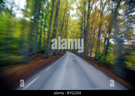 Forststraße Stockfoto