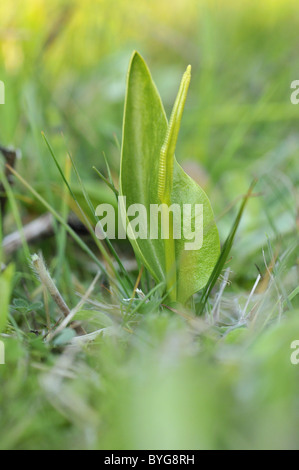 Südliche adderstongue Stockfoto