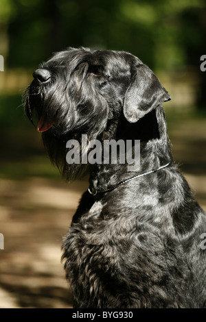 Riesenschnauzer / Riesenschnauzer Stockfoto