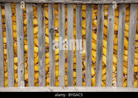 Mais, Mais (Zea Mays). Maiskolben in einem trocknen Schuppen. Stockfoto