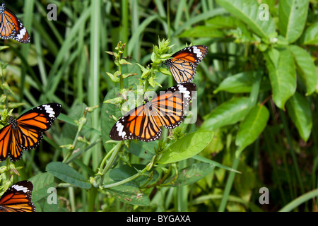 Monarchfalter (Danaus Plexippus) sitzt auf einem Busch in Phi Phi, Thailand Stockfoto