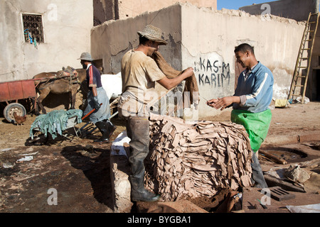 Männer in einer Gerberei in der Bab Debbagh Bereich der Medina von Marrakesch, Marokko, Nordafrika Stockfoto