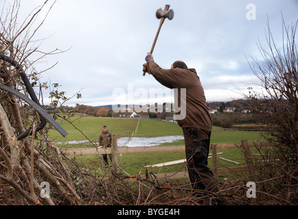 Männer, die Errichtung eines neuen Holzzaun Hämmern Beiträge in Boden. Stockfoto