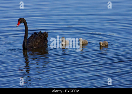 Adult Black swan mit drei 3 Cygnets (Küken) Stockfoto