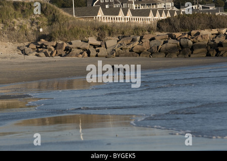 -Stationen Hund stehendes Wasser am Strand von Napatree Point in Rhode Island Stockfoto