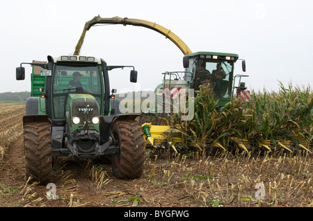 Mais, Mais (Zea Mays). Ernte von Mais. Ein Traktor mit einem Anhänger, die neben einem selbstfahrenden Feldhäcksler ausgeführt. Stockfoto