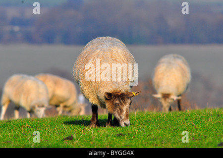 Schwanger Schafe weiden in einem Feld Stockfoto