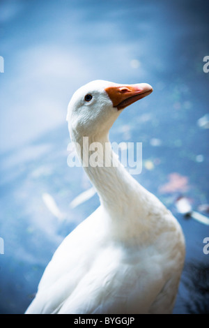 Gans stehend vor Wasser Stockfoto