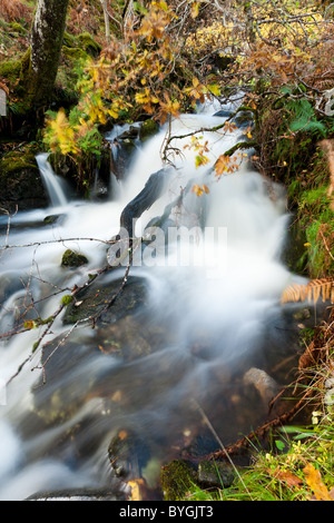 Tumbling Wasserfall fließt durch reiche Herbstfärbung in der alten Forrests auf Dun Ghallain Stockfoto