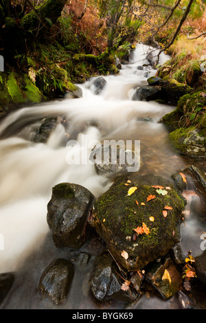 Tumbling Wasserfall fließt durch reiche Herbstfärbung in der alten Forrests auf Dun Ghallain Stockfoto