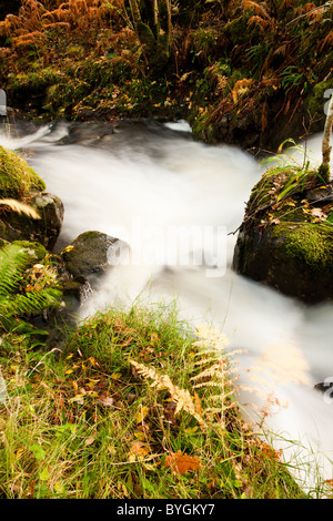 Tumbling Wasserfall fließt durch reiche Herbstfärbung in der alten Forrests auf Dun Ghallain Stockfoto