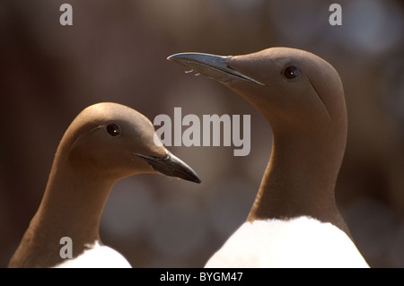 Porträts der beiden trottellummen. Common Murre oder gemeinsamen Trottellummen (Uria aalge, Pontoppidan), Barentssee, Russland, Arktis, Europa Stockfoto