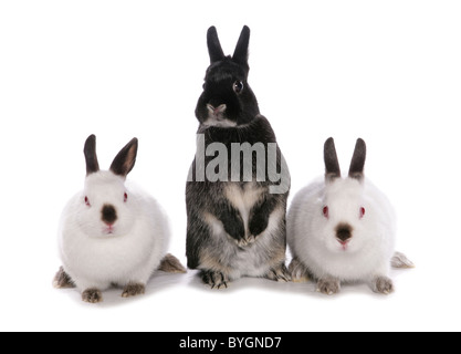 drei Kaninchen in einem studio Stockfoto