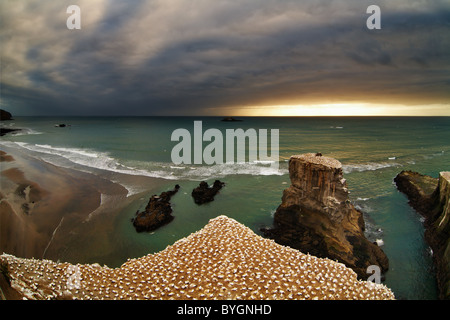 Tölpelkolonie, Muriwai Beach, Neuseeland Stockfoto