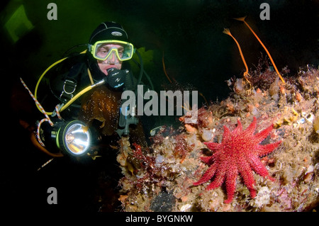 Taucher und Seesterne gemeinsame Sunstar (Crossaster Papposus) Stockfoto