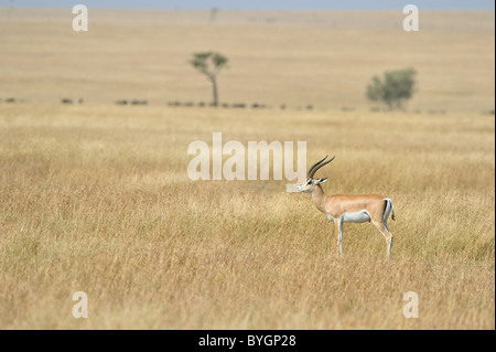 Grant es Gazelle (Gazella Granti - Nanger Granti) stehen in der Savanne - Massai Mara - Kenia - Ostafrika Stockfoto